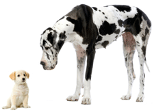 Happy Hound Workshops