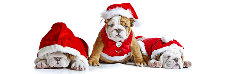 Happy Hound Dog Training