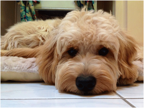 Jack Update Happy Hound