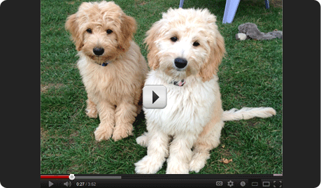 trained golden doodles
