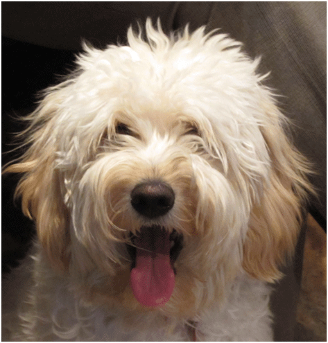 Jack Update Happy Hound