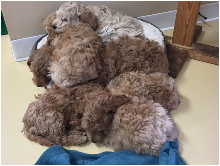 Happy Hound puppies