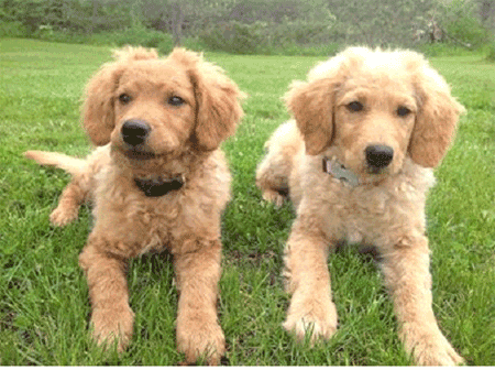 Lady and Zach Happy Hound