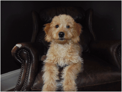 Max trained Happy Hound