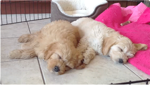 trained golden doodles